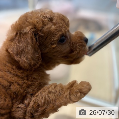 大阪府のトイプードル(トイ) (ペットプラス イオン大日店/2026年5月29日生まれ/男の子/レッド)の子犬の4枚目の画像