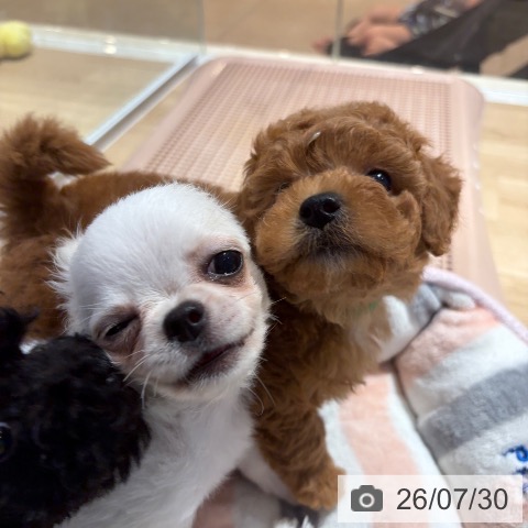 大阪府のトイプードル(トイ) (ペットプラス イオン大日店/2026年5月29日生まれ/男の子/レッド)の子犬の3枚目の画像