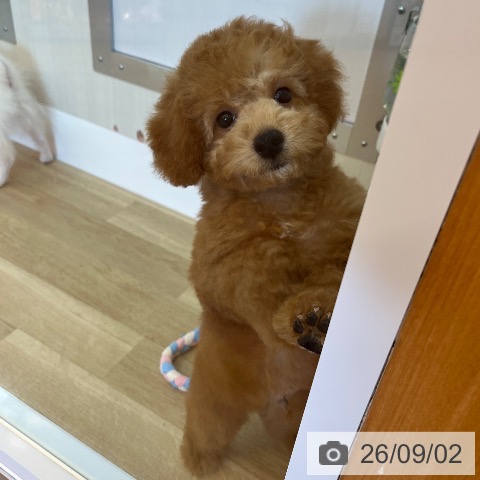 兵庫県のトイプードル(トイ) (ペットプラス 姫路大津店/2026年5月29日生まれ/男の子/レッド)の子犬の3枚目の画像