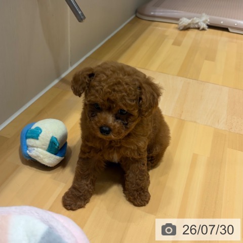 奈良県のトイプードル(トイ) (ペットプラス 大和郡山店/2026年5月25日生まれ/男の子/レッド)の子犬の4枚目の画像