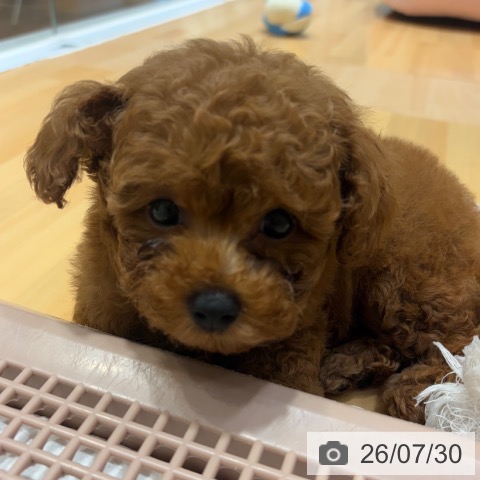 奈良県のトイプードル(トイ) (ペットプラス 大和郡山店/2026年5月25日生まれ/男の子/レッド)の子犬の3枚目の画像