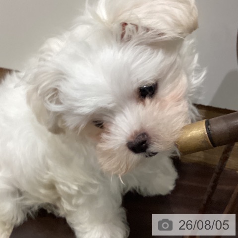 岡山県のマルチーズ (ペットプラス 岡山店/2026年5月27日生まれ/男の子/ホワイト)の子犬の3枚目の画像