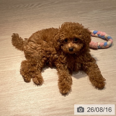 岡山県のトイプードル(トイ) (ペットプラス 岡山店/2026年5月26日生まれ/男の子/レッド)の子犬の4枚目の画像