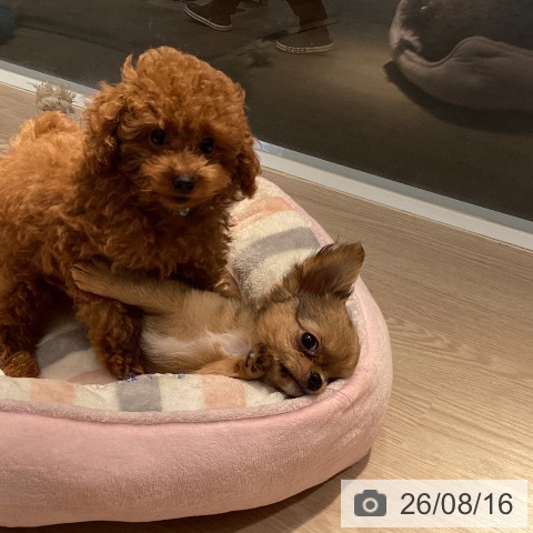 岡山県のトイプードル(トイ) (ペットプラス 岡山店/2026年5月26日生まれ/男の子/レッド)の子犬の3枚目の画像