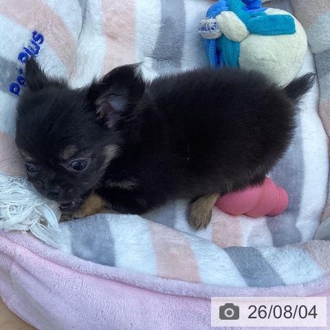 香川県のチワワ(ロング) (ペットプラス 綾川店/2026年5月30日生まれ/男の子/ブラックタン)の子犬の4枚目の画像