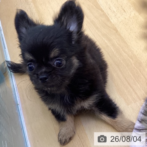 香川県のチワワ(ロング) (ペットプラス 綾川店/2026年5月30日生まれ/男の子/ブラックタン)の子犬の3枚目の画像