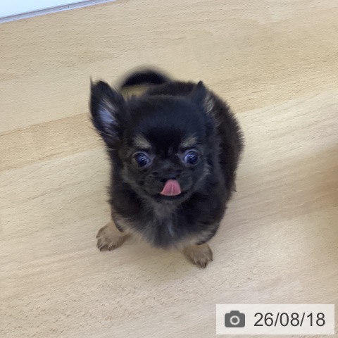 香川県のチワワ(ロング) (ペットプラス 綾川店/2026年5月30日生まれ/男の子/ブラックタン)の子犬の4枚目の画像