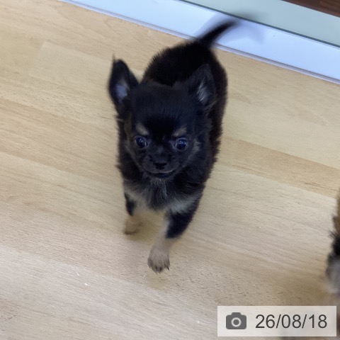 香川県のチワワ(ロング) (ペットプラス 綾川店/2026年5月30日生まれ/男の子/ブラックタン)の子犬の3枚目の画像