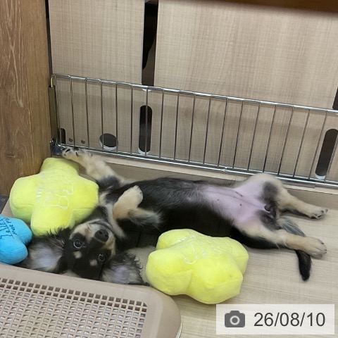ミニチュア・ダックスフンドの写真