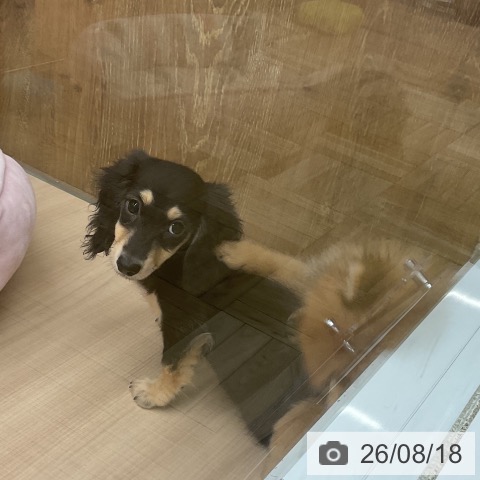 埼玉県のミニチュアダックスフンド(ロング) (ペッツワン 浦和美園店/2026年5月24日生まれ/女の子/ブラックイエロー)の子犬の3枚目の画像