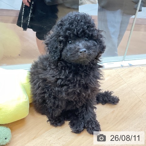 埼玉県のトイプードル(トイ) (ペットプラス 浦和美園店/2026年6月2日生まれ/男の子/ブラック)の子犬の3枚目の画像