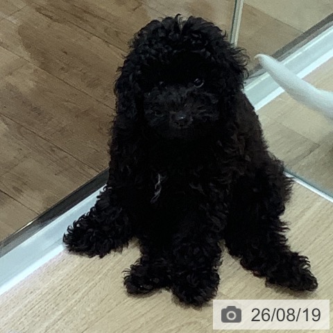 長野県のトイプードル(トイ) (ペットプラス 長野店/2026年6月2日生まれ/男の子/ブラック)の子犬の4枚目の画像