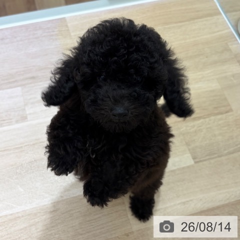 長野県のトイプードル(トイ) (ペットプラス 長野店/2026年6月2日生まれ/男の子/ブラック)の子犬の3枚目の画像
