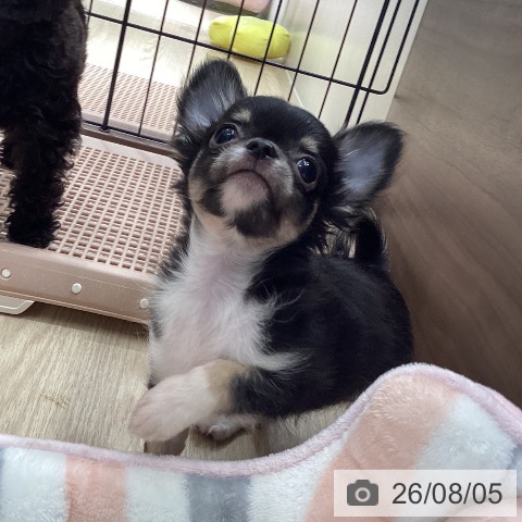 チワワの写真