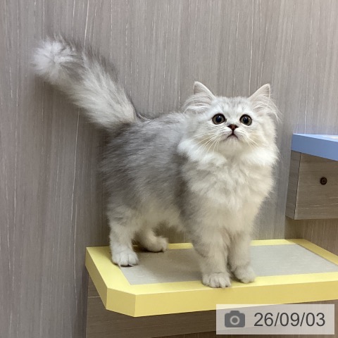 徳島県のペルシャ (ペットプラス 徳島店/2026年5月29日生まれ/女の子/チンチラシルバー)の子猫の4枚目の画像