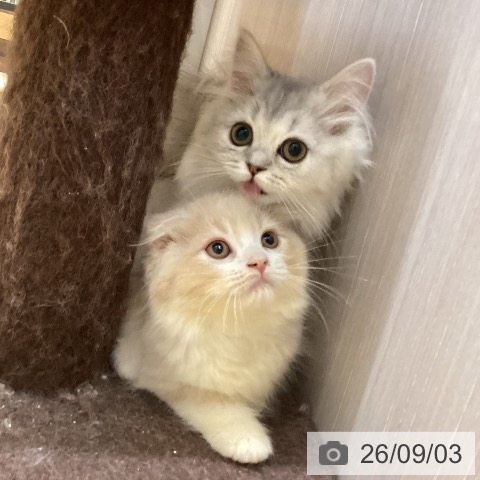 徳島県のペルシャ (ペットプラス 徳島店/2026年5月29日生まれ/女の子/チンチラシルバー)の子猫の3枚目の画像