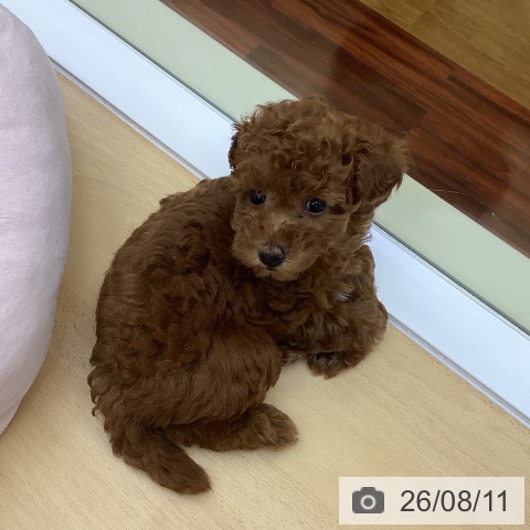 香川県のトイプードル(トイ) (ペットプラス 綾川店/2026年5月29日生まれ/女の子/レッド)の子犬の4枚目の画像