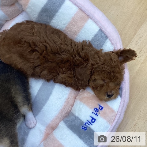 香川県のトイプードル(トイ) (ペットプラス 綾川店/2026年5月29日生まれ/女の子/レッド)の子犬の3枚目の画像