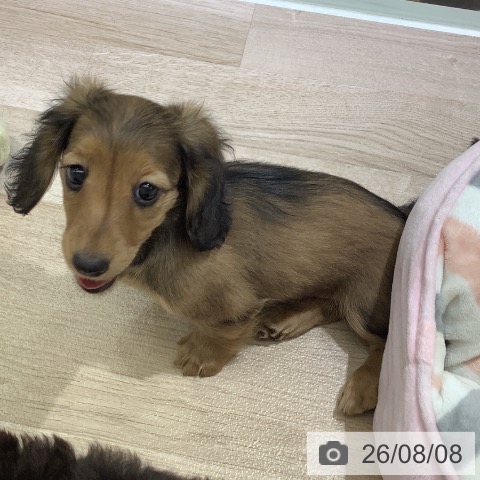 ミニチュア・ダックスフンドの写真
