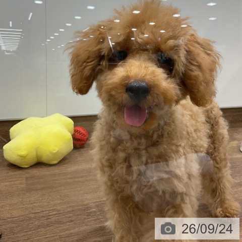 埼玉県のトイプードル(トイ) (ペッツワン 吉川美南店/2026年5月31日生まれ/男の子/アプリコット)の子犬の4枚目の画像
