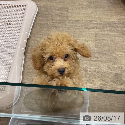 埼玉県のトイプードル(トイ) (ペッツワン 吉川美南店/2026年5月31日生まれ/男の子/アプリコット)の子犬の3枚目の画像
