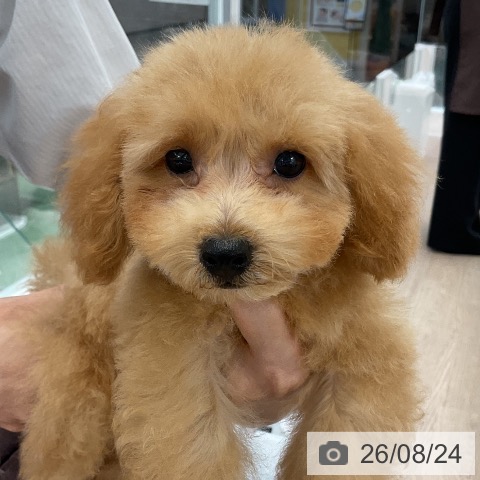 埼玉県のトイプードル(トイ) (ペットプラス 上尾店/2026年5月31日生まれ/男の子/アプリコット)の子犬の3枚目の画像