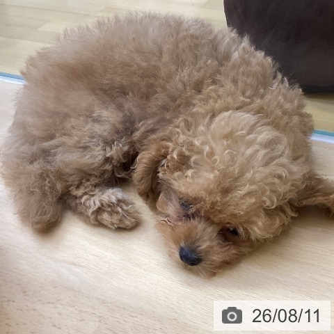 香川県のトイプードル(トイ) (ペットプラス 綾川店/2026年5月30日生まれ/女の子/アプリコット)の子犬の4枚目の画像