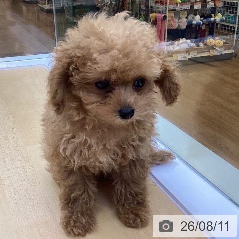 香川県のトイプードル(トイ) (ペットプラス 綾川店/2026年5月30日生まれ/女の子/アプリコット)の子犬の3枚目の画像
