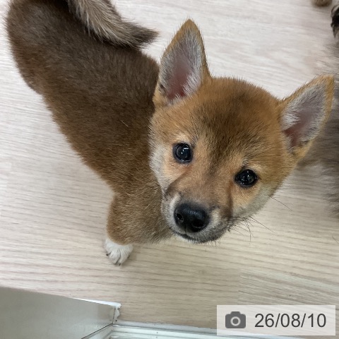 大阪府の柴犬(標準サイズ) (ペットプラス ららぽーと和泉店/2026年6月5日生まれ/男の子/赤)の子犬の4枚目の画像
