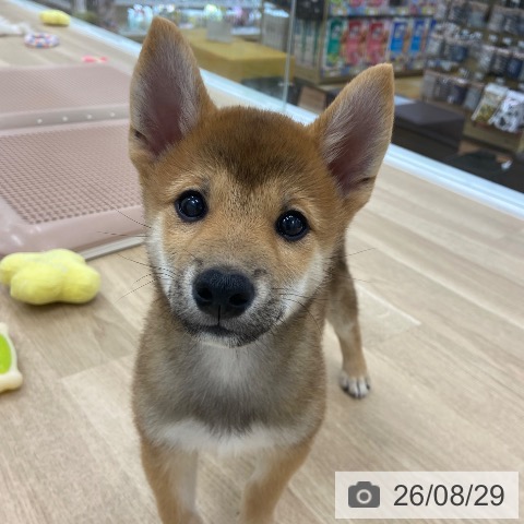 大阪府の柴犬(標準サイズ) (ペットプラス 松原店/2026年6月5日生まれ/男の子/赤)の子犬の4枚目の画像