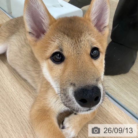 大阪府の柴犬(標準サイズ) (ペットプラス 松原店/2026年6月5日生まれ/男の子/赤)の子犬の4枚目の画像