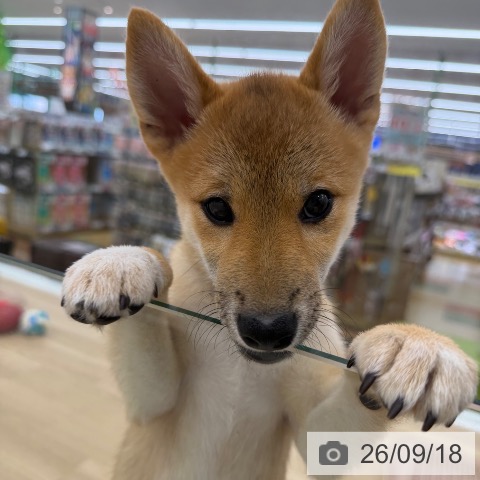 大阪府の柴犬(標準サイズ) (ペットプラス 松原店/2026年6月5日生まれ/男の子/赤)の子犬の4枚目の画像