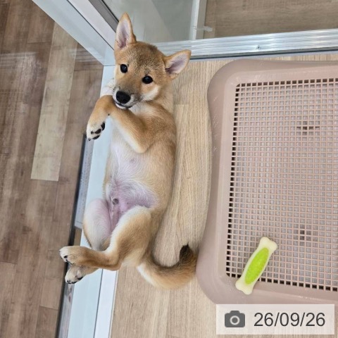 大阪府の柴犬(標準サイズ) (ペットプラス 松原店/2026年6月5日生まれ/男の子/赤)の子犬の4枚目の画像