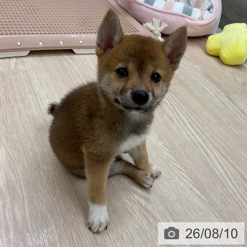 大阪府の柴犬(標準サイズ) (ペットプラス ららぽーと和泉店/2026年6月5日生まれ/男の子/赤)の子犬の3枚目の画像