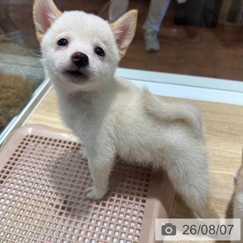 柴の写真
