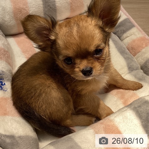 岡山県のチワワ(ロング) (ペットプラス 岡山店/2026年6月4日生まれ/男の子/レッド)の子犬の3枚目の画像