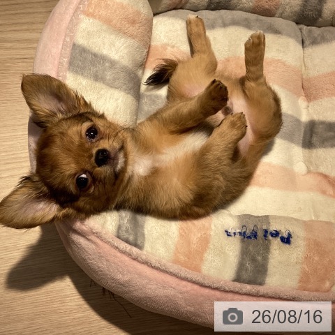 岡山県のチワワ(ロング) (ペットプラス 岡山店/2026年6月4日生まれ/男の子/レッド)の子犬の3枚目の画像
