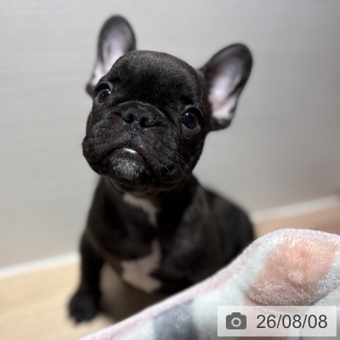 フレンチ・ブルドッグの写真