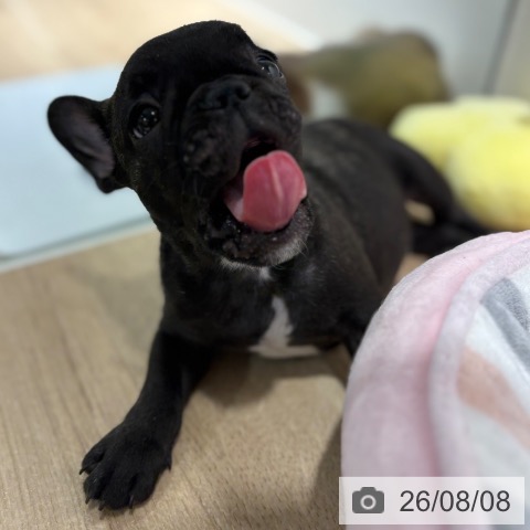 フレンチ・ブルドッグの写真