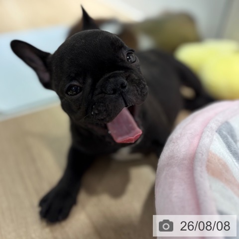 フレンチ・ブルドッグの写真
