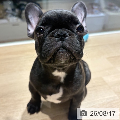 兵庫県のフレンチブルドッグ (ペットプラス 神戸三宮店/2026年5月31日生まれ/男の子/ブリンドル)の子犬の3枚目の画像