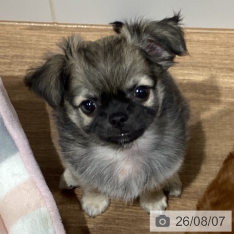 鳥取県のチワワ(ロング) (ペッツワン 日吉津店/2026年6月5日生まれ/男の子/フォーンホワイト)の子犬の4枚目の画像