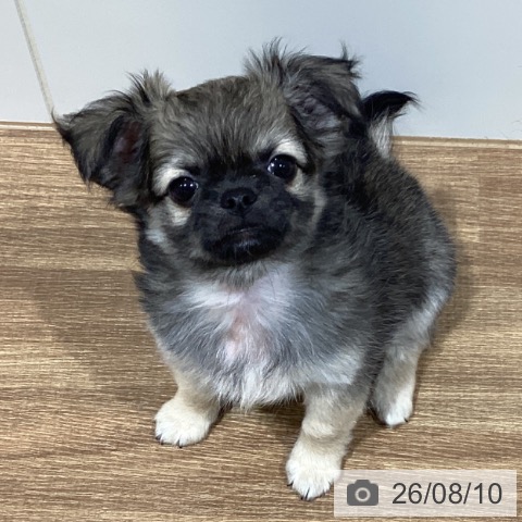 鳥取県のチワワ(ロング) (ペッツワン 日吉津店/2026年6月5日生まれ/男の子/フォーンホワイト)の子犬の3枚目の画像