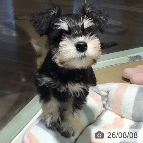 ミニチュア・シュナウザーの写真