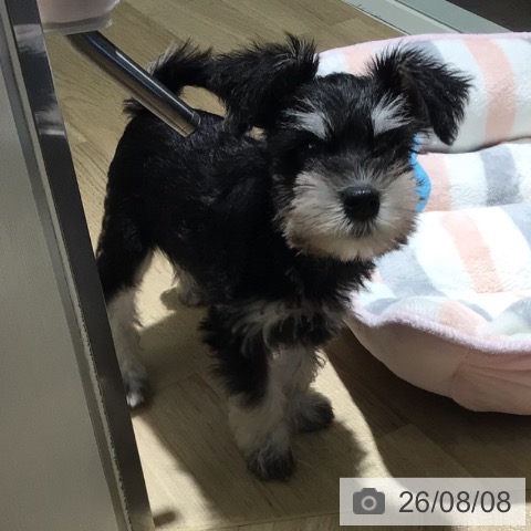 埼玉県のミニチュアシュナウザー (ペットプラス イオンモール春日部店/2026年6月5日生まれ/男の子/ブラックホワイト)の子犬の3枚目の画像