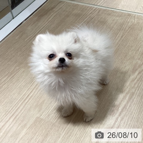 徳島県のポメラニアン (ペットプラス 徳島店/2026年6月4日生まれ/女の子/クリーム)の子犬の4枚目の画像