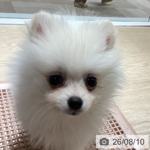 徳島県のポメラニアン (ペットプラス 徳島店/2026年6月4日生まれ/女の子/クリーム)の子犬の3枚目の画像
