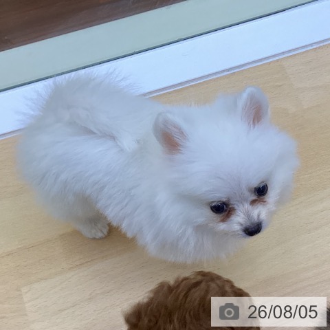 香川県のポメラニアン (ペットプラス 綾川店/2026年6月4日生まれ/女の子/クリーム)の子犬の4枚目の画像
