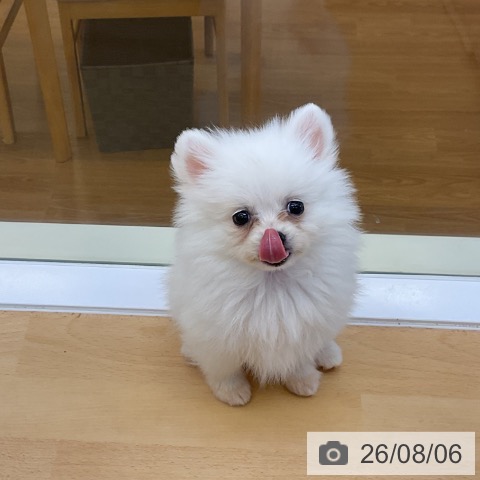 ポメラニアンの写真