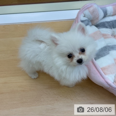 ポメラニアンの写真